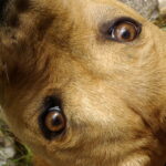 Cagnolino sbranato da un cane più grosso, sfuggito al padrone