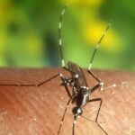 Dengue, foto archivio ANSA