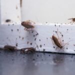 Scarafaggi spia e robot AI: la Germania progetta il futuro della guerra, rilancia l’industria e l’Italia gode