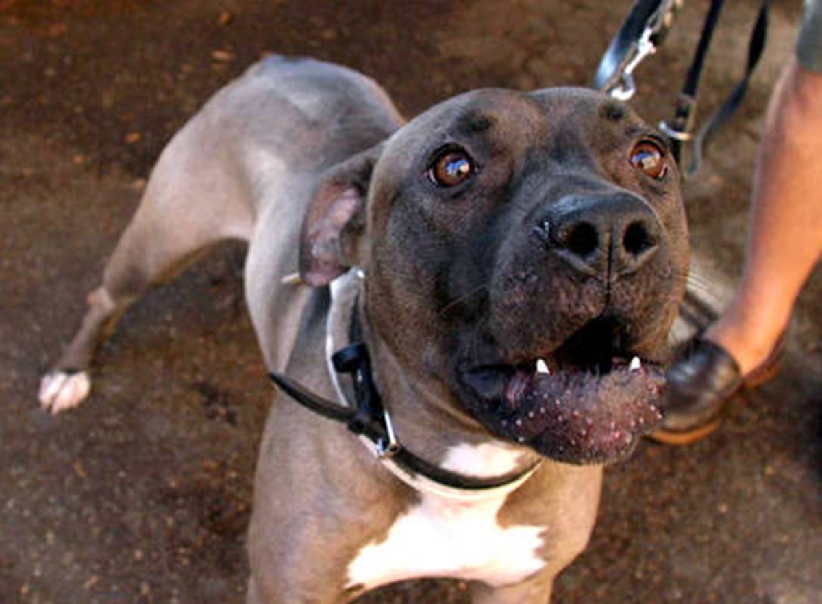 Un pitbull, foto archivio ANSA