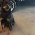 Il cane antidroga Spike FOTO ANSA