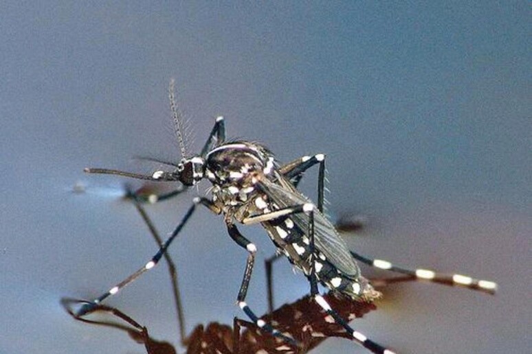 zanzara tigre dengue burioni