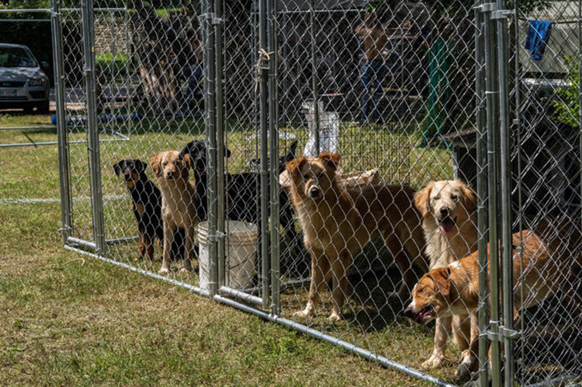 Un canile, foto archivio ANSA