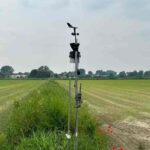 campo di riso foto ansa