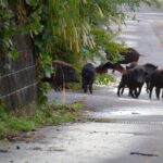muore scooter cinghiale roma