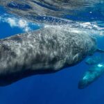 Un capodoglio in immersione, gli animali comunicano