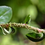 pianta con parassiti