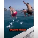 si tuffano sui gabbiani