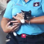 La gattina paletta in braccio a un agente della municipale