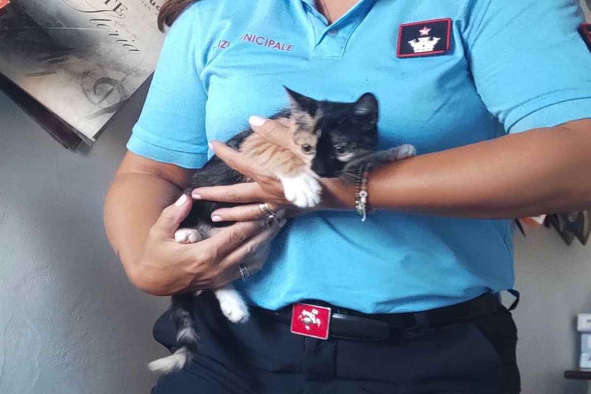 La gattina paletta in braccio a un agente della municipale