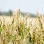 Un campo di grano biologico