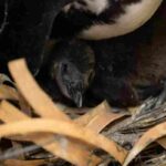 Un pinguino africano