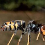 Gli insetti provano dolore? Una nuova ricerca conferma: anche le formiche sono creature di Dio, nella foto un calabrone