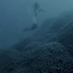 Riprese sott'acqua del corallo più grande del mondo