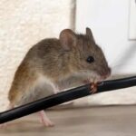 Le orecchie del topo