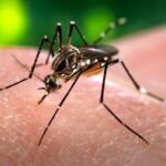 In questa città italiana non esistono zanzare, rendendola una meta ideale per chi desidera godersi le vacanze senza il tormento delle punture