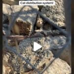 un gattino tra le macerie