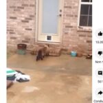 gatto sta per entrare dalla gattoiala