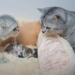 papà gato vuole incontrare i suoi cuccioli