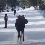 Alce invade la pista sciistica