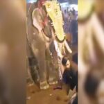 Il frame di un video in cui un elefante scaraventa in aria un uomo