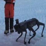 Cane robot cinese sulla neve