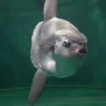 Pesce luna nell'acquario