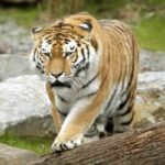 Una tigre siberiana