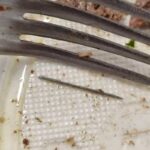 ago in un pasto alla mensa