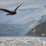 uccello in volo nell'artico