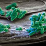 Il futuro dell'energia solare è nei batteri