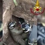 un cagnolino salvato dai Vigili del Fuoco