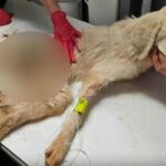 Bree, la cagnolina ferita alla spina dorsale da un proiettile