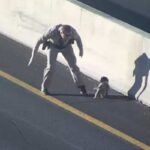 cane abbandonato in autostrada