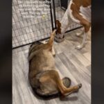 un cagnolina e un coyote si incontrano