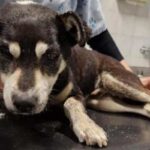 cane lanciato da auto