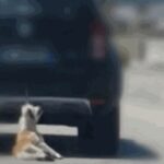 cane trascinato da auto
