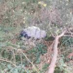 Il cane abbandonato nel parco della Cornovaglia