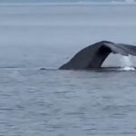 Il capodoglio ripreso a Taranto