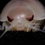 Un crostaceo gigantesco scoperto in Vietnam