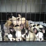 una cucciolata di cani