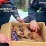 I cinque cuccioli salvati dai carabinieri in provincia di Avellino