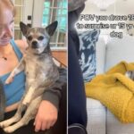 Jane Helffrich e il suo cane Reilly