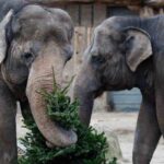 Elefanti mangiano un albero di Natale