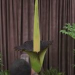 Il fiore del cadavere in Australia