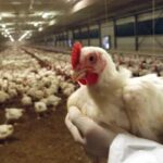 Un allevamento di galline ovaiole