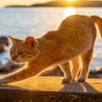 Un gatto dal pelo rosso