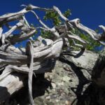 ginepro di 1647 anni