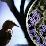 L'influenza aviaria portata dagli uccelli