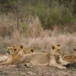 leoni in un parco in africa